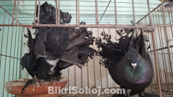 Lokkha Kobutor লক্ষ্যা কবুতর ১ টি বাচ্চা সহ